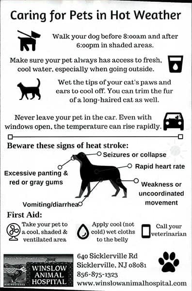 Caring For Pets In Hot Weather